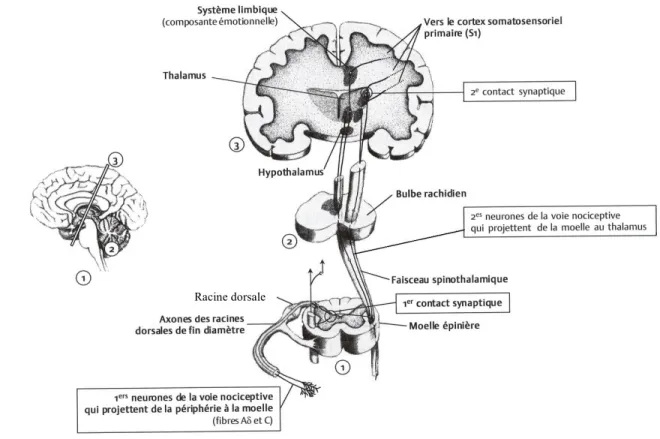 Figure 8. Cheminement d’un stimulus nociceptif. Un neurone projette de la périphérie vers  la moelle où il y a un premier  contact synaptique avec un autre neurone
