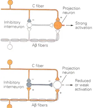 Figure 9. Schématisation de la théorie du portillon de Melzack et Wall. À l’intérieur de la  corne  dorsale  de  la  moelle  épinière,  le  neurone  de  projection  est  excité  par  l’influx  nociceptif arrivant de l’axone terminal de la fibre C