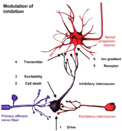 Figure  10.  Les  différentes  sources  de  modulation  de  l’inhibition  spinale  de  la  douleur