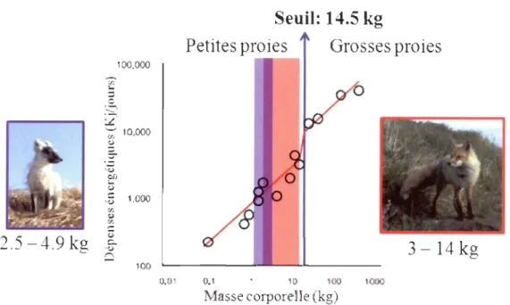 Figure 0.2  Relation entre  les  dépenses énergétiques de  14  espèces de  prédateurs en  fonction  de  leur taille corporelle, démontrant le  seuil (14.5  kg)  à partir duquel  les  prédateurs doivent  passer à des  proies  plus grosses que  leur propre t