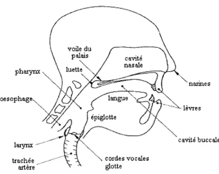 Figure 1  Appareil phonatoire [1] 