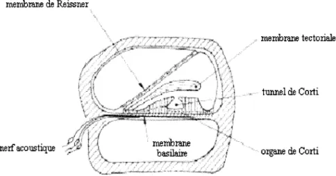Figure 4  Coupe transversale de la cochlée [1] 