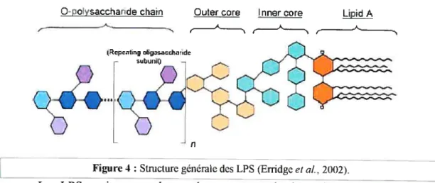 Figure 4: Structure générale des LPS (Erridge et al., 20t)2). j
