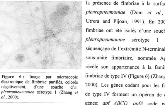 Figure 6 Jagear icropÏ fimbriae de type IV (figure 6) (Zhang et al., électronique de firnbnae purifiés, colorés