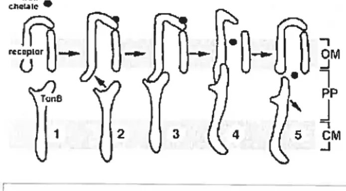 Figure 7: Schéma de la transiocation. dépendante de TonB. d’un complexe ferrique à travers la membrane externe (0M membrane externe: PP: périplasme: