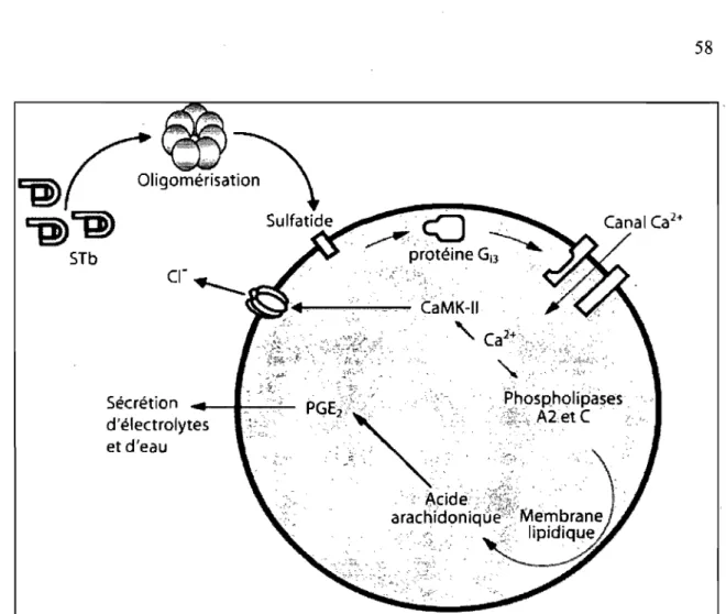 Figure  6.  Mécanisme  d'action  simplifié  de  la  toxine  STh.  STh  s'oligomérise  et  interagit  avec  son  récepteur  le  sulfatide