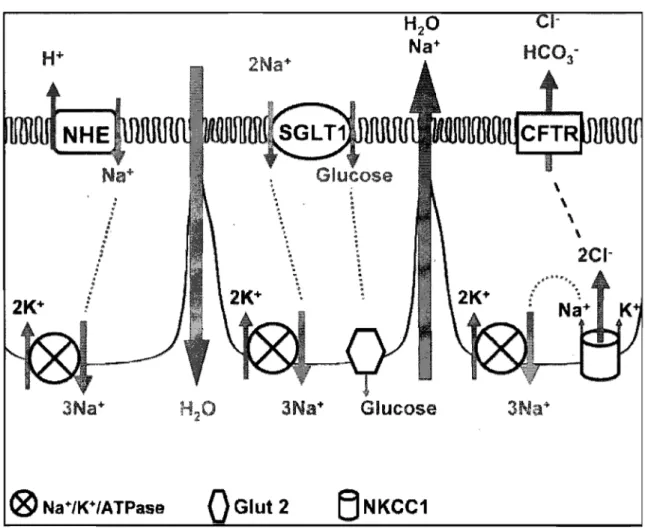 Figure  7.  Récapitulatif  des· mécanismes  d'absorption  et  de  sécrétion  des  entérocytes