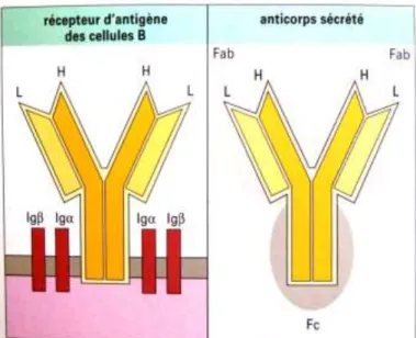 Figure 1: Anticorps membranaires (récepteur d'antigène des cellules B) et anticorps sécrétés 