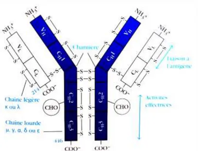 Figure  2:  Schéma  de  la  structure  des  immunoglobulines  conçu à partir de l'analyse d'une  séquence d'acides aminés  (12) 