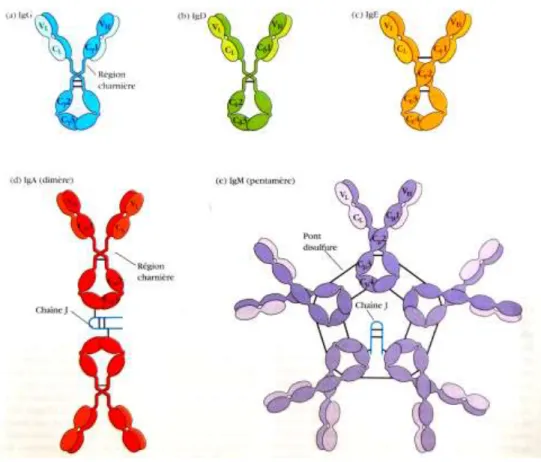 Figure 4: Structure générale des cinq principales classes d'immunoglobulines  (12) . 