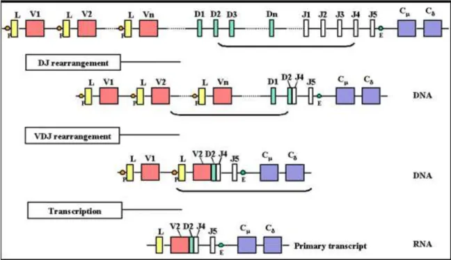 Figure 5: Recombinaison des segments V, D et J (chaîne lourde) lors du réarrangement des  gènes d’immunoglobulines  (16) 