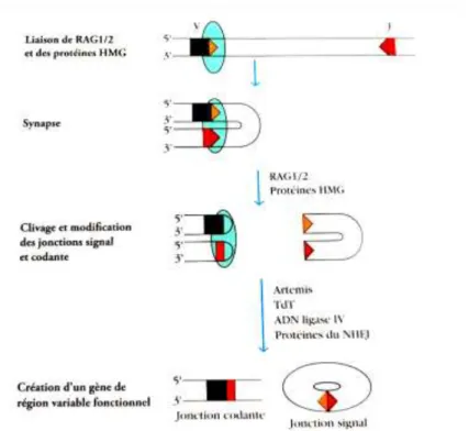 Figure 6 : Vue d'ensemble de la recombinaison des gènes d'immunoglobulines  (12) . 