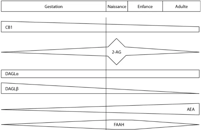 Figure 1.2 Expression temporelle de composantes du système eCB au cours du  développement du SNC 