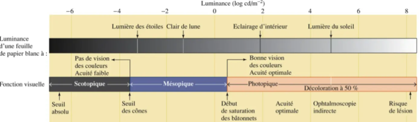 Figure 1.5 L’étendue des valeurs de luminance percevables par le système visuel  Lorsque les valeurs d’illumination sont très faibles, seuls les bâtonnets sont activés