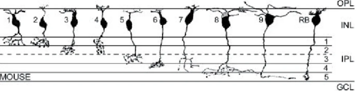 Figure 1.6 Types de cellules bipolaires dans la rétine de souris 