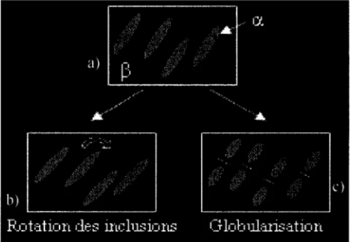 Figure 7  Évolutions possibles de la microstructure de l'alliage pendant le forgeage  biphasé 