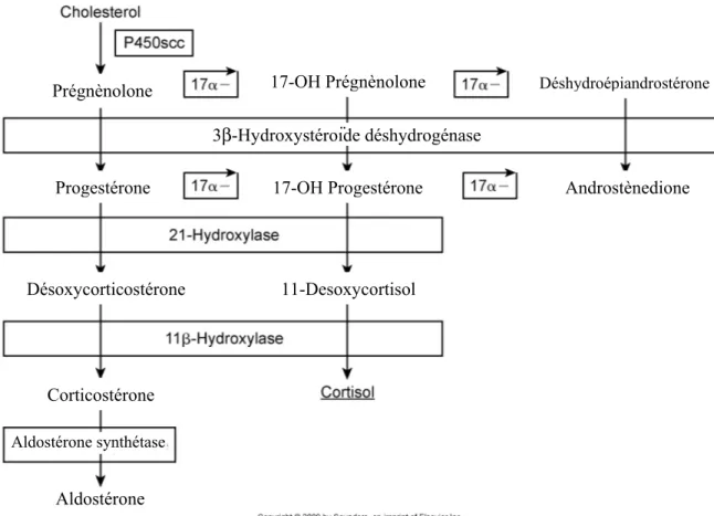 Figure 1 : Voies de synthèse des hormones au niveau surrénalien 