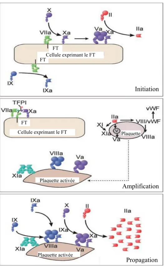 Figure 4: Modèle cellulaire de la coagulation 