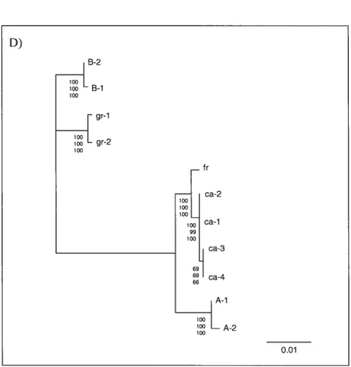 Figure 4: Neighbourjoining trees ofthe A) 16S and COI female mtDNA with a seqttence of Lampsilis ornata (NC_005335.1) used as outgroup