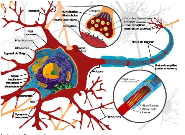 Figure 4 – Anatomie d’un neurone 5