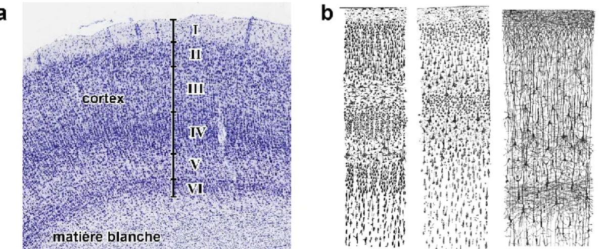 Figure 5 – Couches corticales. a 6  : Photographie d’une coupe histologique; b 7  : Schémas d’une coupe histologique montrant  les corps cellulaires (gauche et centre) ou les dendrites et axones (droite)