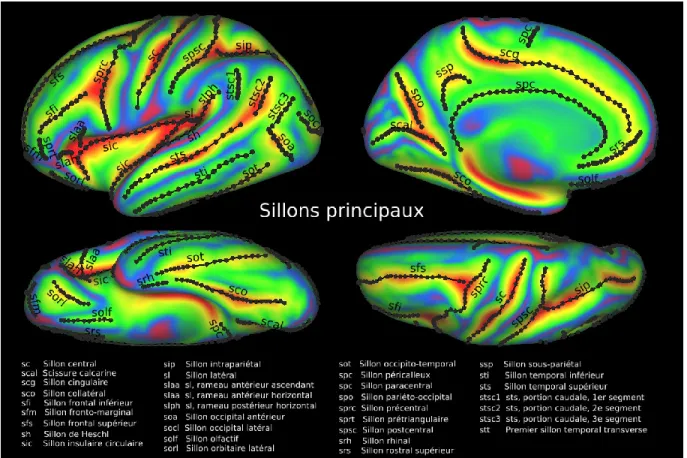 Figure 11 – Atlas de groupe des sillons principaux sur le cerveau moyen. 