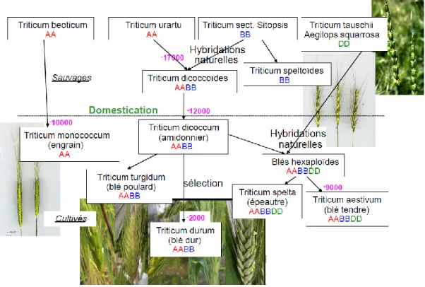 Figure 3 : Histoire évolutive du blé dur et du blé tendre   (Goldringer et al., 2013, s.d.) 