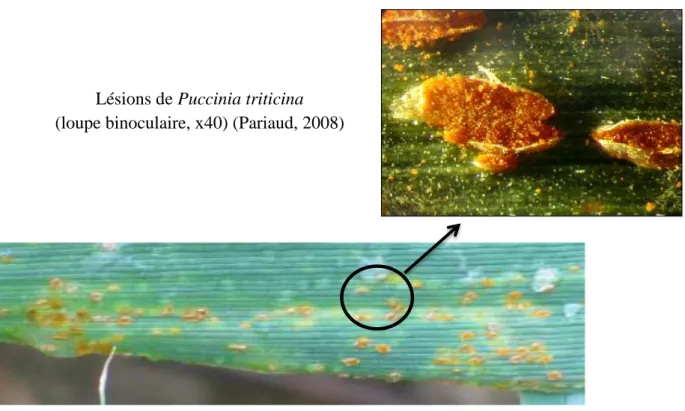 Figure  7 : Les cinq types de spores de Puccinia triticina  (Chai et al., 2016 d’après UDSA-ARS cereal rust image gallery)  Figure 6 : Principaux symptômes de la rouille brune (photo : F