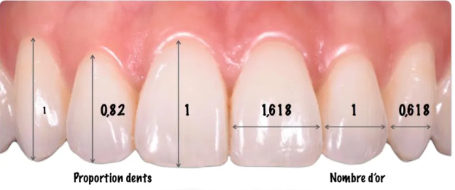 Figure 8 : Dimensions de la dent. 