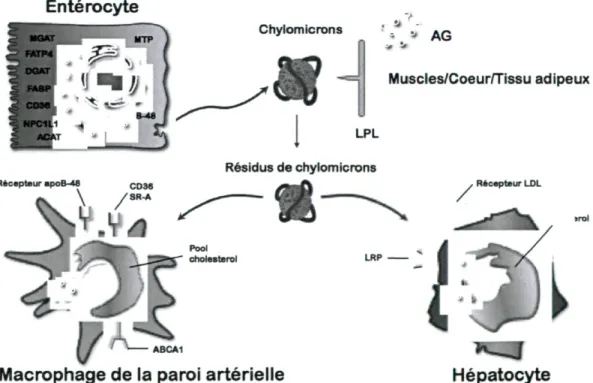 Figure 4 : Métabolisme des chylomicrons 