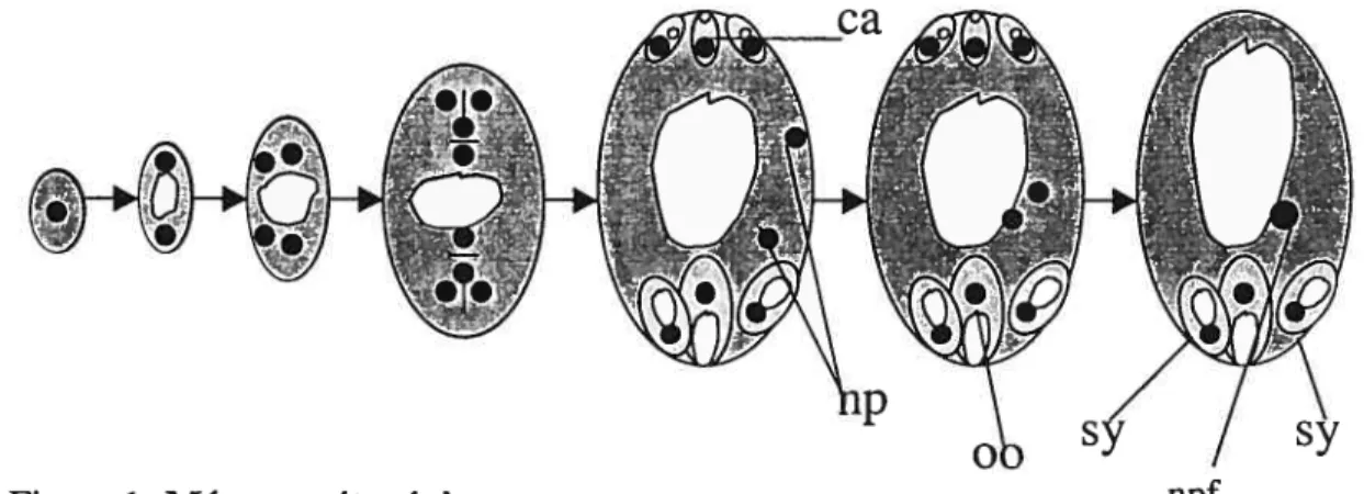 Figure 1: Mégagamétogénèse npf Légende: Le gris représente le cytoplasme