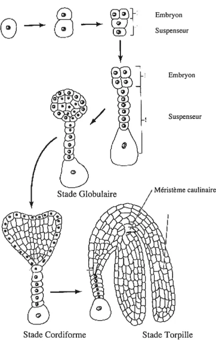Figure 2: Formation de l’embryon et du suspenseur du stade unicellulaire au stade mature O  -1 Embryon Suspenseur Embryon/DDD Suspenseur Méristème caulinaire