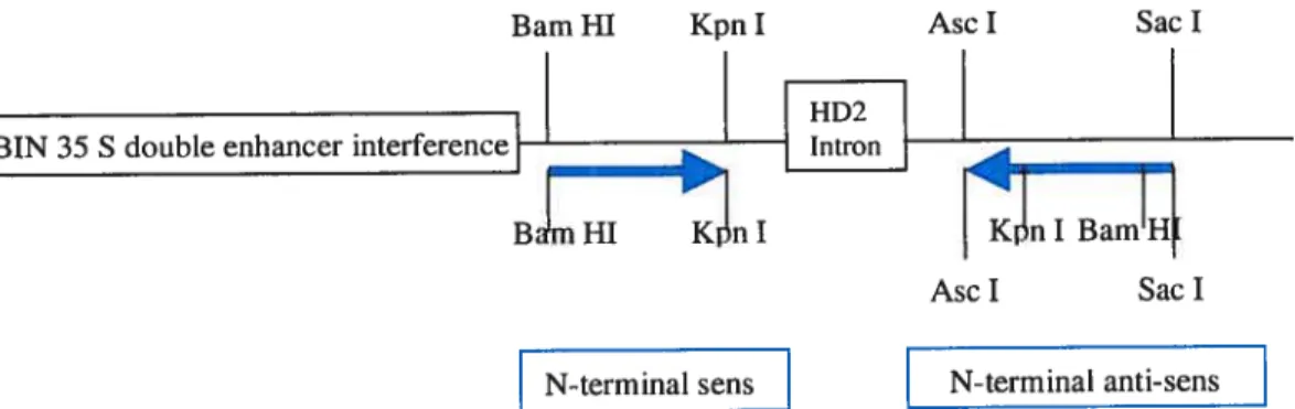 Figure 5: Schéma de la construction clonée dans le vecteur pBIN 35 S modifié d’interférence, formée du domaine N-terminal de ScfRK3 sens et antisens relié par un lien flexible