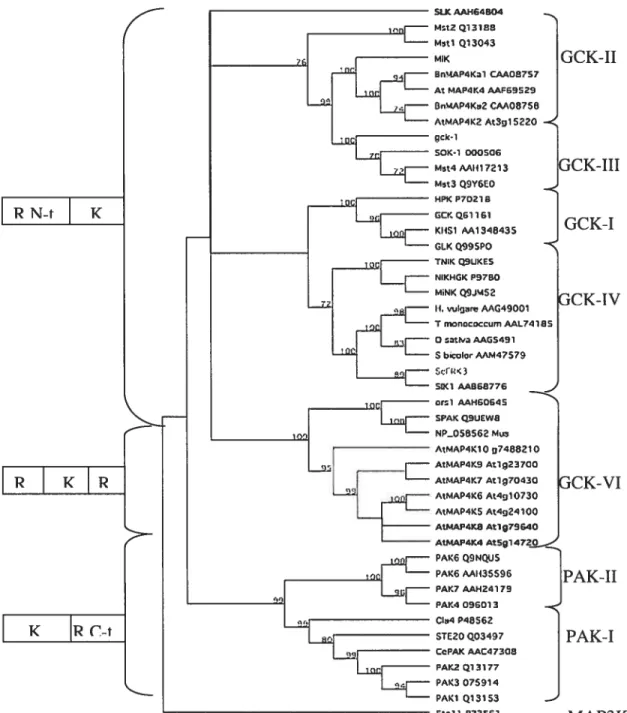 Figure 11: Arbre phylogénique de type Neibourg-J des domaines catalytiques de protéines de type MAP4K isolées de divers organismes