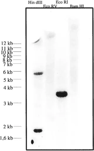 Figure 12: Southem-blot composé d’ADN génomique de feuilles de S. chacoense digérée avec les enzymes de restriction Hin dlii, Eco RV, Eco RI, et Barri HI hybridé avec une sonde correspondant au domaine N-terminal de ScFRK3 marquée au [a-32PJdATP