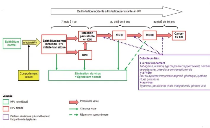 Figure 1 : Physiopathologie du cancer du col de l’utérus (Source : Les Papillomavirus  humains, actualisation des connaissances de Sandrine Beaudin, ENS de Lyon) 