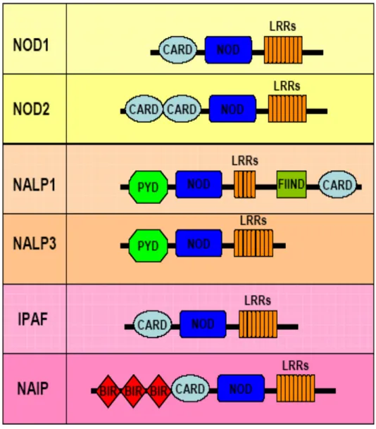 Figure 5. Domaines des différents NLRs 