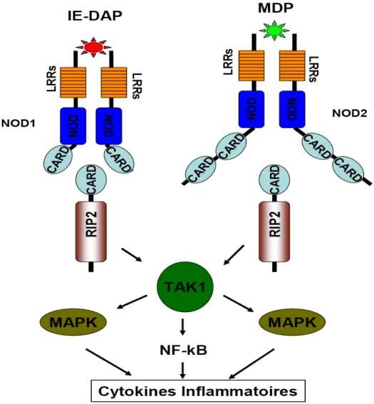 Figure 6. NOD signalosome 