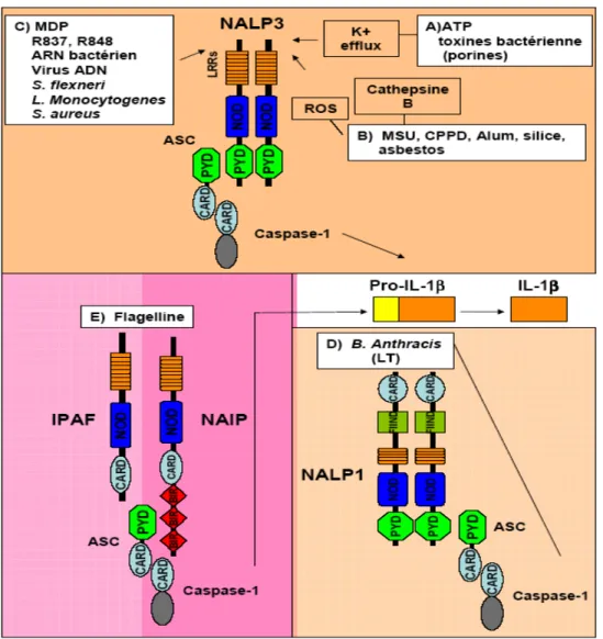 Figure 7. Les différents types d'inflammasome 