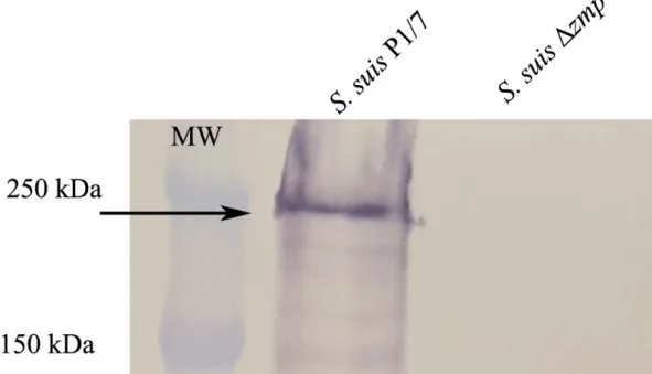 Fig. 1. Expression of the S. suis Zmp protein is abrogated in the  zmp-deficient  mutant