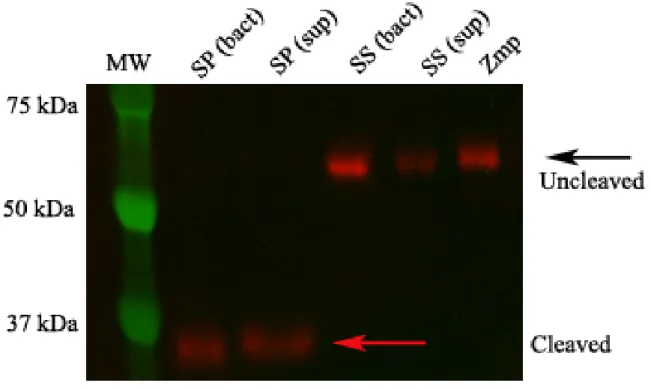 Fig 2. S. suis is unable to cleave human IgA 1 . Purified Zmp protein (100 µg/mL), live washed  bacteria  (bact)  or  bacterial  supernatant  (sup;  10x)  from  S