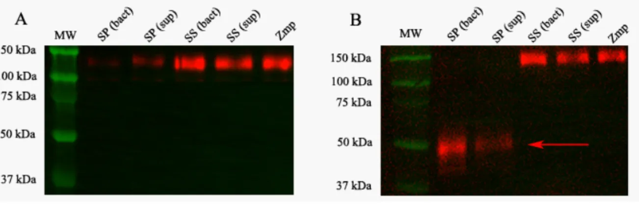 Fig 4. S. suis is unable to cleave P-Selectin glycoprotein ligand-1 (PSGL-1) ectodomains