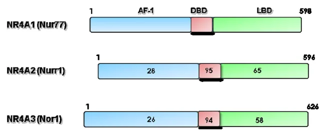 Figure 3 : Structure des  membres  de la famille  NR4A. 