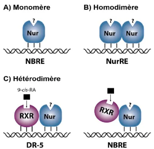 Figure 4: Les différents mécanismes d’action des Nurs. 