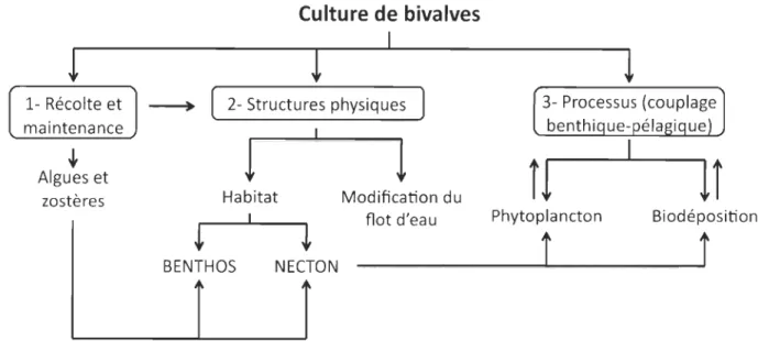 Figure  2.  Graphique  présentant  les  principales  influences  de  l'aquaculture  des  bivalves  sur  l'environnement (modifié de Dumbauld  et al