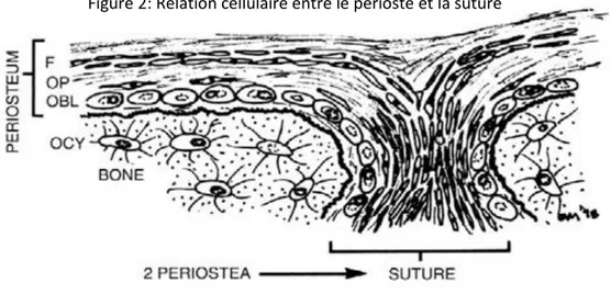 Figure 2: Relation cellulaire entre le périoste et la suture 