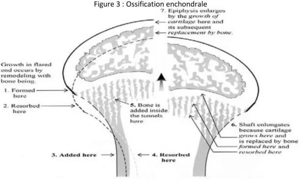 Figure 3 : Ossification enchondrale 