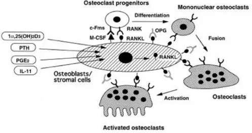 Figure 6 : Représentation de la différenciation et l’activation des ostéoclastes 