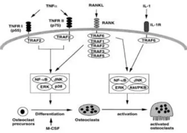 Figure 7 : Schéma des voies de signalisation induisant la différenciation et l’activation des  ostéoclastes 