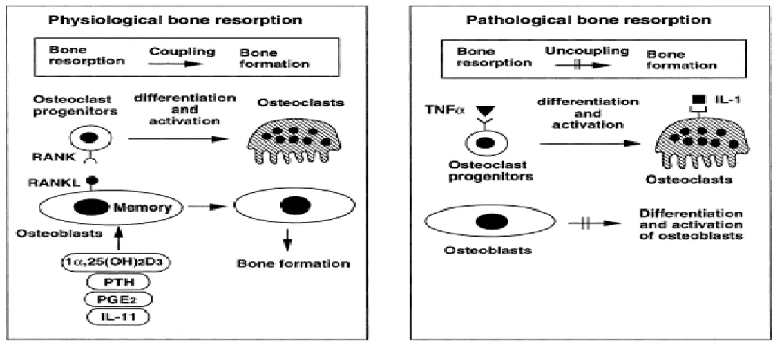 Figure 8 : Hypothèse de deux voies de régulation physiologique et pathologique des ostéoclastes  